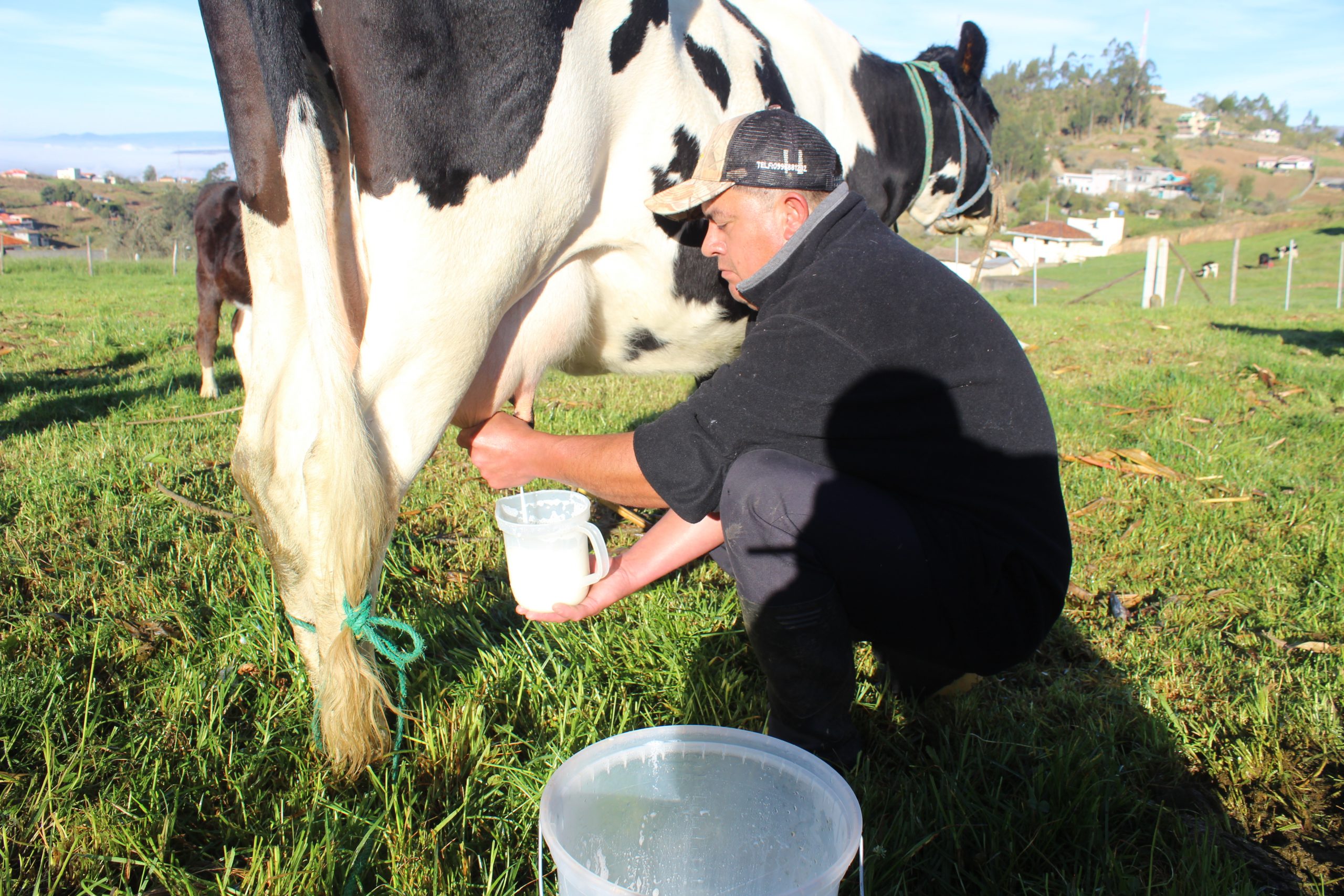 Productores lecheros implementan buenas prácticas de ordeño gracias a proyecto de Vinculación