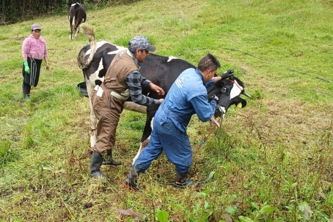 Estudiantes de Producción Pecuaria fortalecen su formación mediante la identificación de ganado bovino